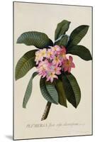 Botanical Print of Frangipani-Johann Wilhelm Weinmann-Mounted Giclee Print