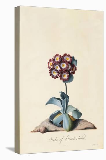 Botanical Print of Garden Auricula-Johann Wilhelm Weinmann-Stretched Canvas