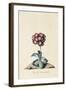 Botanical Print of Garden Auricula-Johann Wilhelm Weinmann-Framed Giclee Print