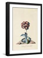 Botanical Print of Garden Auricula-Johann Wilhelm Weinmann-Framed Giclee Print