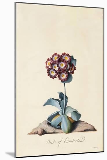 Botanical Print of Garden Auricula-Johann Wilhelm Weinmann-Mounted Giclee Print