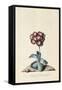 Botanical Print of Garden Auricula-Johann Wilhelm Weinmann-Framed Stretched Canvas
