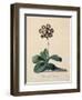 Botanical Print of Glory of Chilton-Johann Wilhelm Weinmann-Framed Premium Giclee Print