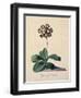 Botanical Print of Glory of Chilton-Johann Wilhelm Weinmann-Framed Premium Giclee Print