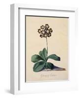 Botanical Print of Glory of Chilton-Johann Wilhelm Weinmann-Framed Premium Giclee Print