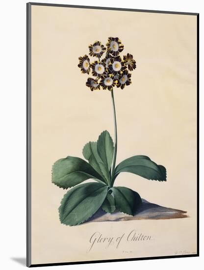 Botanical Print of Glory of Chilton-Johann Wilhelm Weinmann-Mounted Premium Giclee Print