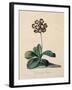 Botanical Print of Glory of Chilton-Johann Wilhelm Weinmann-Framed Giclee Print