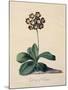 Botanical Print of Glory of Chilton-Johann Wilhelm Weinmann-Mounted Giclee Print