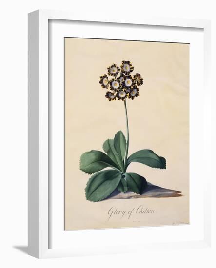 Botanical Print of Glory of Chilton-Johann Wilhelm Weinmann-Framed Giclee Print