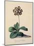 Botanical Print of Glory of Chilton-Johann Wilhelm Weinmann-Mounted Giclee Print