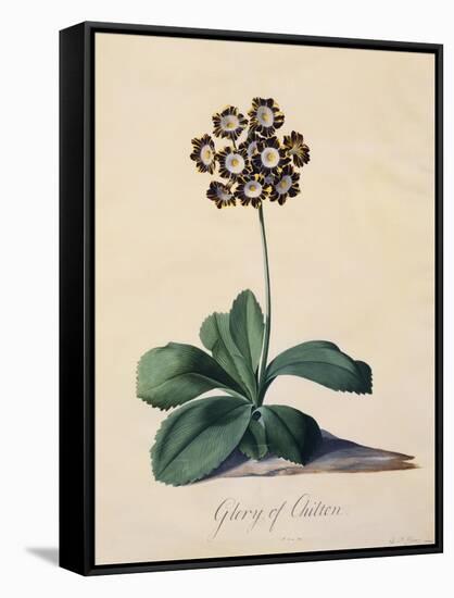 Botanical Print of Glory of Chilton-Johann Wilhelm Weinmann-Framed Stretched Canvas