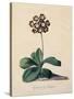 Botanical Print of Glory of Chilton-Johann Wilhelm Weinmann-Stretched Canvas