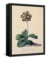 Botanical Print of Glory of Chilton-Johann Wilhelm Weinmann-Framed Stretched Canvas