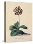 Botanical Print of Glory of Chilton-Johann Wilhelm Weinmann-Stretched Canvas