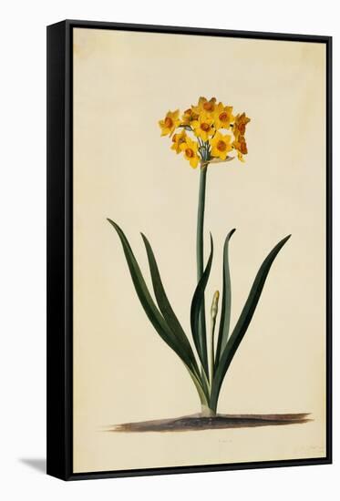 Botanical Print of Narcissus-Johann Wilhelm Weinmann-Framed Stretched Canvas