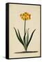 Botanical Print of Narcissus-Johann Wilhelm Weinmann-Framed Stretched Canvas