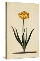 Botanical Print of Narcissus-Johann Wilhelm Weinmann-Stretched Canvas