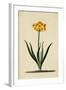 Botanical Print of Narcissus-Johann Wilhelm Weinmann-Framed Giclee Print