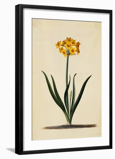 Botanical Print of Narcissus-Johann Wilhelm Weinmann-Framed Giclee Print