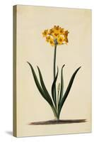 Botanical Print of Narcissus-Johann Wilhelm Weinmann-Stretched Canvas