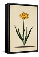 Botanical Print of Narcissus-Johann Wilhelm Weinmann-Framed Stretched Canvas