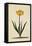 Botanical Print of Narcissus-Johann Wilhelm Weinmann-Framed Stretched Canvas