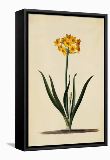 Botanical Print of Narcissus-Johann Wilhelm Weinmann-Framed Stretched Canvas