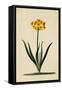Botanical Print of Narcissus-Johann Wilhelm Weinmann-Framed Stretched Canvas