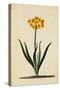 Botanical Print of Narcissus-Johann Wilhelm Weinmann-Stretched Canvas