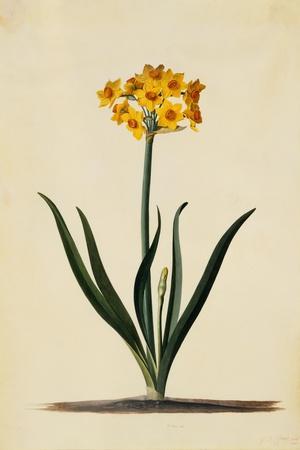 https://imgc.allpostersimages.com/img/posters/botanical-print-of-narcissus_u-L-Q1I776T0.jpg?artPerspective=n