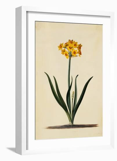 Botanical Print of Narcissus-Johann Wilhelm Weinmann-Framed Giclee Print