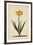 Botanical Print of Narcissus-Johann Wilhelm Weinmann-Framed Giclee Print