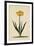 Botanical Print of Narcissus-Johann Wilhelm Weinmann-Framed Giclee Print