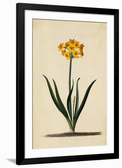 Botanical Print of Narcissus-Johann Wilhelm Weinmann-Framed Giclee Print