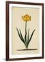 Botanical Print of Narcissus-Johann Wilhelm Weinmann-Framed Giclee Print