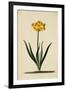 Botanical Print of Narcissus-Johann Wilhelm Weinmann-Framed Giclee Print