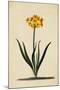 Botanical Print of Narcissus-Johann Wilhelm Weinmann-Mounted Giclee Print