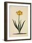 Botanical Print of Narcissus-Johann Wilhelm Weinmann-Framed Premium Giclee Print