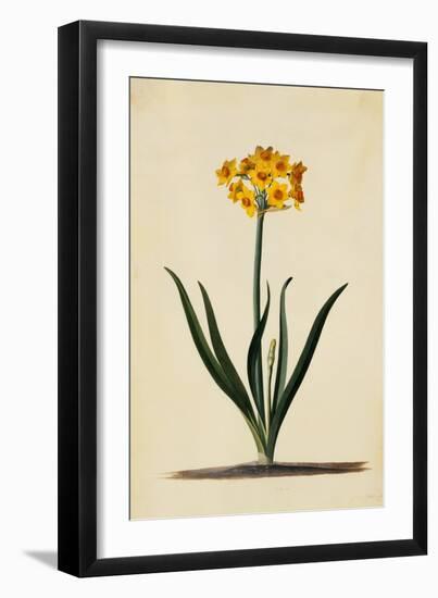 Botanical Print of Narcissus-Johann Wilhelm Weinmann-Framed Premium Giclee Print