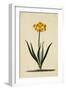 Botanical Print of Narcissus-Johann Wilhelm Weinmann-Framed Premium Giclee Print