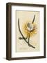 Botanical Print of Queen of the Night by Johann Wilhelm Weinmann-Historical Picture Archive-Framed Photographic Print