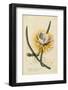 Botanical Print of Queen of the Night by Johann Wilhelm Weinmann-Historical Picture Archive-Framed Photographic Print