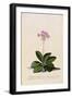 Botanical Print of Shooting Star-Johann Wilhelm Weinmann-Framed Giclee Print