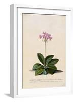 Botanical Print of Shooting Star-Johann Wilhelm Weinmann-Framed Giclee Print