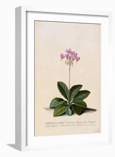 Botanical Print of Shooting Star-Johann Wilhelm Weinmann-Framed Giclee Print