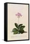 Botanical Print of Shooting Star-Johann Wilhelm Weinmann-Framed Stretched Canvas