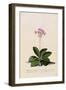 Botanical Print of Shooting Star-Johann Wilhelm Weinmann-Framed Premium Giclee Print