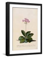 Botanical Print of Shooting Star-Johann Wilhelm Weinmann-Framed Premium Giclee Print