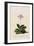 Botanical Print of Shooting Star-Johann Wilhelm Weinmann-Framed Premium Giclee Print