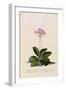 Botanical Print of Shooting Star-Johann Wilhelm Weinmann-Framed Premium Giclee Print